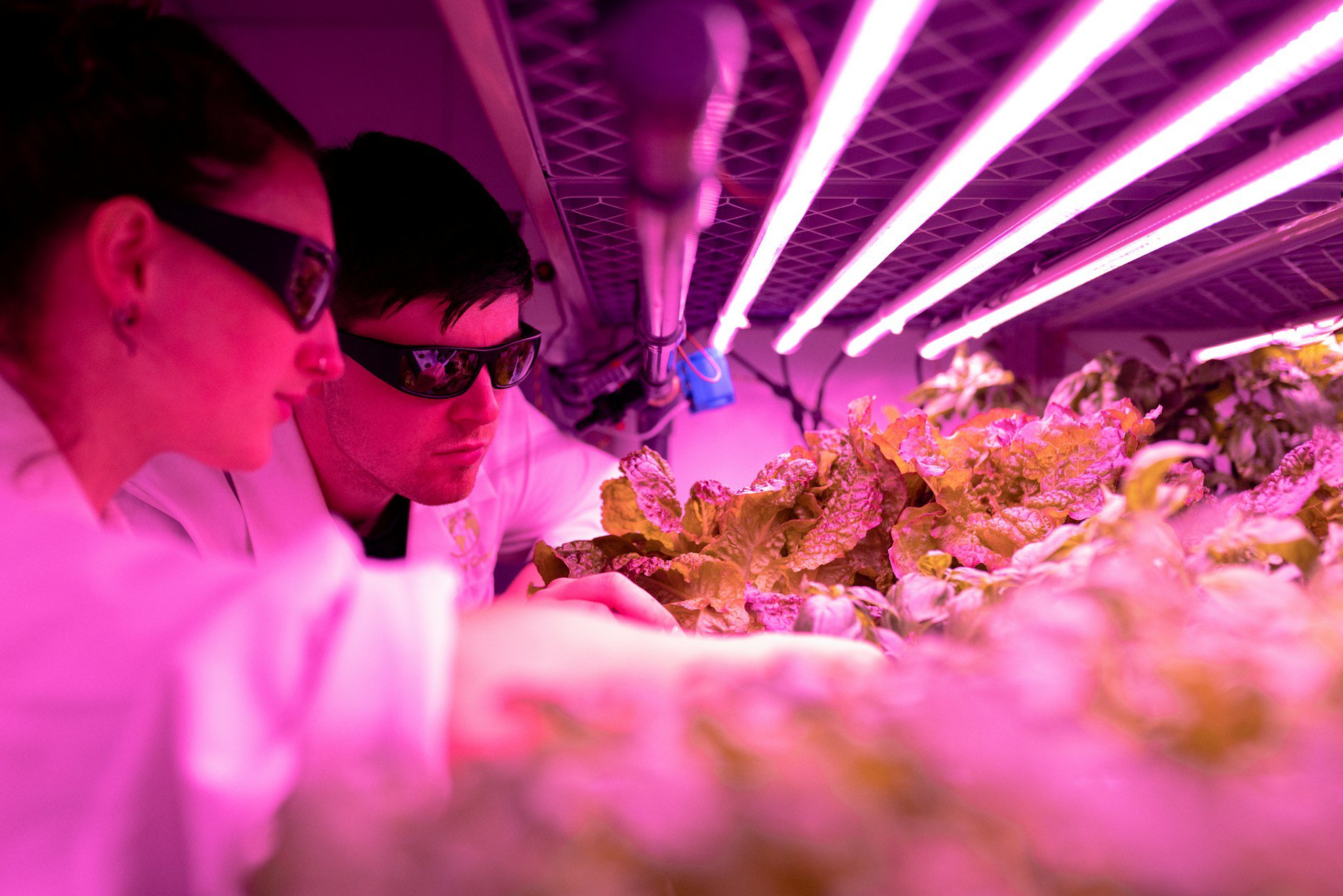 Image of engineers monitoring crops in a sustainable indoor farm